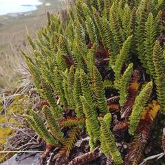 Polystichum mohrioides