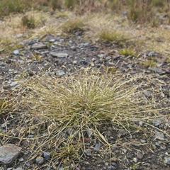 Deschampsia antarctica