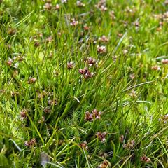 Juncus scheuchzerioides