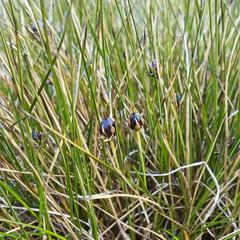 Rostkovia magellanica