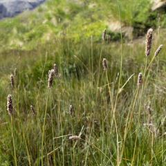 Alopecurus magellanicus