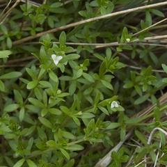 Galium antarcticum