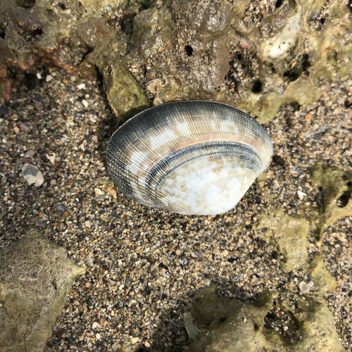 Ruditapes philippinarum observed 2019-01-06