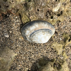 Ruditapes philippinarum