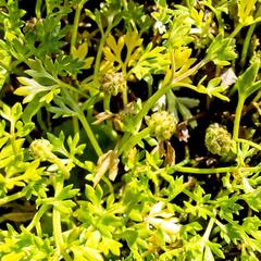 Ranunculus biternatus