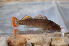 Etheostoma etowahae