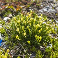 Colobanthus quitensis