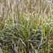 Carex meridensis - Photo 由 Kelvin Floyd 所上傳的 (c) Kelvin Floyd，保留部份權利CC BY-NC
