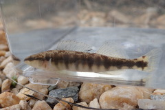 Percina nigrofasciata