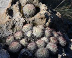 Mammillaria jaliscana jaliscana