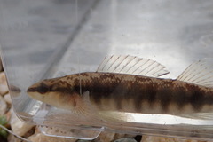 Percina nigrofasciata