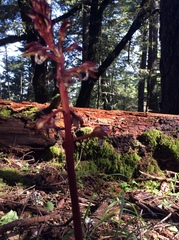 Corallorhiza maculata maculata