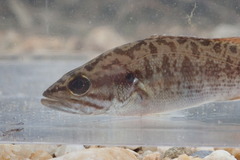 Micropterus coosae