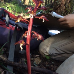 Corallorhiza maculata maculata