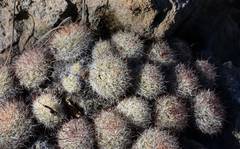 Mammillaria jaliscana jaliscana