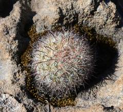 Mammillaria jaliscana jaliscana