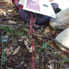 Corallorhiza maculata maculata