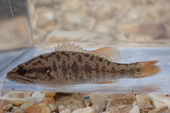 Micropterus coosae