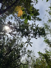 Podocarpus macrophyllus