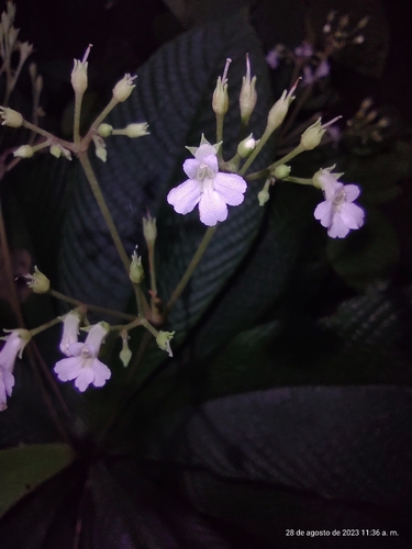 Resia nimbicola