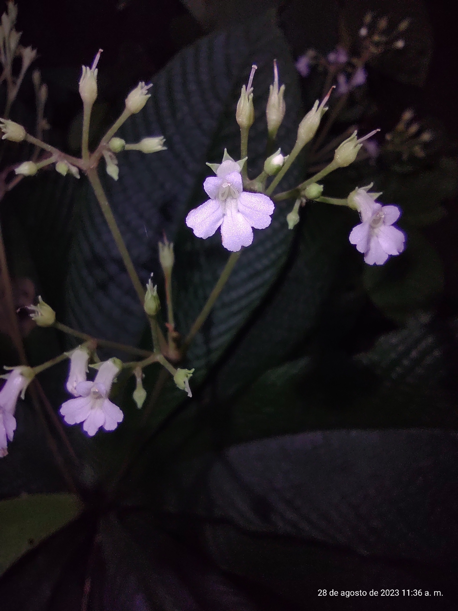 Resia nimbicola