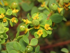 Euphorbia flavicoma
