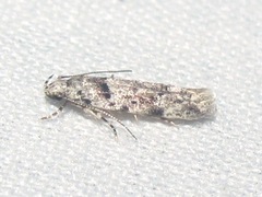 Sinoe
