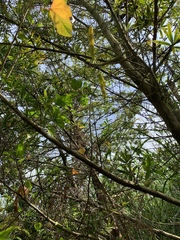 Podocarpus macrophyllus