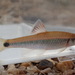 Tricolor Shiner - Photo (c) Daniel Folds, some rights reserved (CC BY-NC), uploaded by Daniel Folds