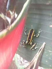 Dendrobates truncatus