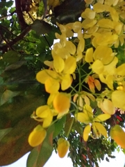 Cassia fistula