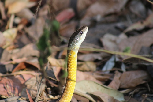 Common Tree Snake sighting