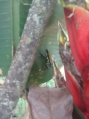 Dendrobates truncatus