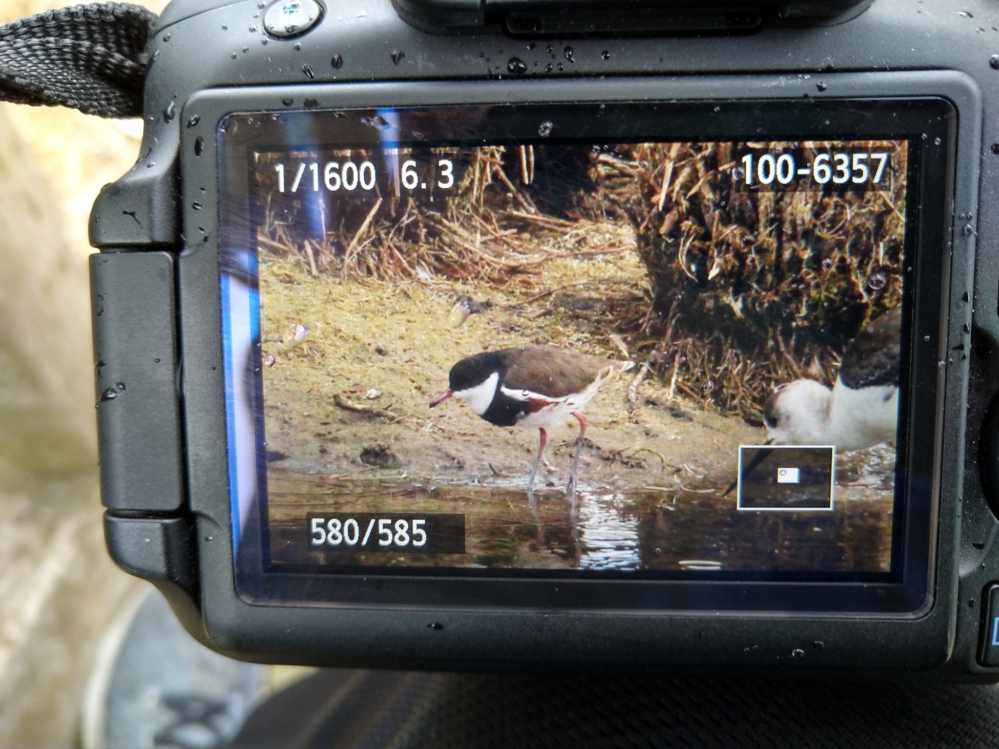Red-kneed Dotterel illustration