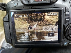 Erythrogonys cinctus