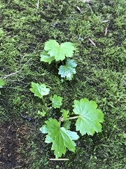 Boykinia occidentalis