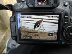 Erythrogonys cinctus