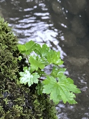 Boykinia occidentalis