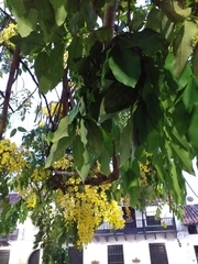 Cassia fistula