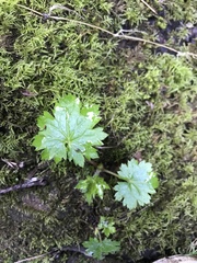 Boykinia occidentalis