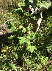 Ribes divaricatum pubiflorum