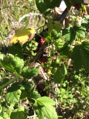 Ribes divaricatum pubiflorum