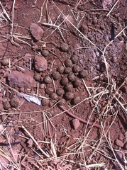 Sylvilagus cunicularius