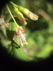 Ribes divaricatum pubiflorum