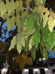 Cassia fistula