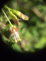 Ribes divaricatum pubiflorum