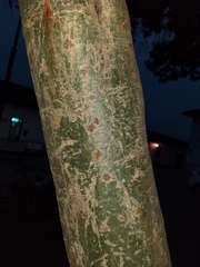 Cassia fistula