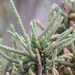 Blackseed Glasswort - Photo (c) Arthur Chapman, some rights reserved (CC BY-NC-SA)