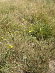Grindelia hallii