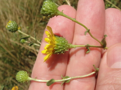 Grindelia hallii